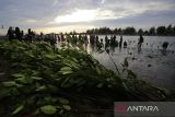 Sejumlah mahasiswa bersama aktivis lingkungan mengambil bibit manggrove untuk ditanam di kawasan pesisir  desa Mon Singet, kabupaten Aceh Besar, Aceh, Senin (26/5/2025). Aksi penanaman sebanyak 3.000 bibit manggrove (Rhizophora) melibatkan ribuan mahasiswa, aktivis lingkungan dan pemerintah setempat yang merupakan rangkaian peringatan Hari Keanekaragaman Hayati Internasional itu, merupakan gerakan bersama, untuk penghijauan kawasan pesisir Aceh dan sekaligus mewujudkan Indonesia sebagai penghasil karbon dunia. ANTARA FOTO/Ampelsa.