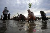 Sejumlah mahasiswa bersama aktivis lingkungan mengambil bibit manggrove untuk ditanam di kawasan pesisir  desa Mon Singet, kabupaten Aceh Besar, Aceh, Senin (26/5/2025). Aksi penanaman sebanyak 3.000 bibit manggrove (Rhizophora) melibatkan ribuan mahasiswa, aktivis lingkungan dan pemerintah setempat yang merupakan rangkaian peringatan Hari Keanekaragaman Hayati Internasional itu, merupakan gerakan bersama, untuk penghijauan kawasan pesisir Aceh dan sekaligus mewujudkan Indonesia sebagai penghasil karbon dunia. ANTARA FOTO/Ampelsa.