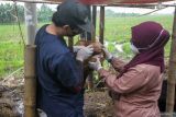 Petugas kesehatan dari Dinas Pangan dan Pertanian (Dispaperta) Sidoarjo memeriksa mulut hewan kurban di Kawasan Lingkar Timur, Buduran, Sidoarjo, Jawa Timur, Selasa (27/5/2025). Pemeriksaan meliputi pengecekan kondisi fisik, mata, mulut, dan kuku hewan tersebut untuk memastikan hewan yang dijual layak kurban. Antara Jatim/Umarul Faruq