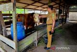 DKPP Natuna cek kesehatan sapi kurban dari Presiden Prabowo