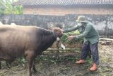 Dinas Pertanian OKU periksa kesehatan hewan kurban