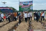 Dukung swasembada pangan dan 100 hari kerja bupati, Pemkab Pasaman Barat tanam sawah pokok murah (Video)
