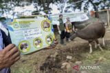 Pekerja menunjukkan stiker keterangan kesehatan hewan kurban usai pemeriksaan di Karawaci, Kota Tangerang, Banten, Rabu (28/5/2025). Kementerian Pertanian memastikan ketersediaan stok sapi dalam negeri yang mencapai sebanyak 784.668 ekor aman untuk kebutuhan menjelang Idul Adha 1446 H dan bebas dari ancaman penyakit mulut dan kuku (PMK). ANTARA FOTO/Putra M. Akbar/gp