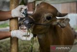 Petugas Dinas Ketahanan Pangan Kota Tangerang memeriksa kesehatan mulut sapi kurban yang dijual di Karawaci, Kota Tangerang, Banten, Rabu (28/5/2025). Kementerian Pertanian memastikan ketersediaan stok sapi dalam negeri yang mencapai sebanyak 784.668 ekor aman untuk kebutuhan menjelang Idul Adha 1446 H dan bebas dari ancaman penyakit mulut dan kuku (PMK).  ANTARA FOTO/Putra M. Akba/gp