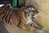 Bangkai 'si Uni' harimau sumatra Taman Rimba dikuburkan BKSDA Jambi