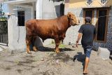 Prabowo berkurban sapi seberat 1 ton di Lombok Timur