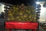 Polisi tangkap tiga pelaku pencuri buah kelapa di Lampung Selatan