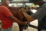 Pelaku usaha jasa salon sapi melakukan perapian tanduk sapi dengan cara diserut menggunakan pisau di Pasar Hewan Terpadu (PHT) Tulungagung, Jawa Timur, Jumat (20/5/2025). Paket layanan perapian kuku dan tanduk sapi dibanderol Rp50 ribu per ekor, dengan tujuan mempercantik penampilan ternak sapi yang diperdagangkan, sehingga mendongkrak nilai jual. ANTARA Jatim/Destyan Sujarwoko/mas.