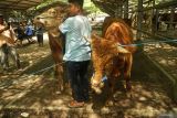 Pedagang menawarkan ternak sapi dagangannya di Pasar Hewan Terpadu (PHT) Tulungagung, Jawa Timur, Jumat (20/5/2025). Menurut data pengelola PHT Tulungagung, volume transaksi perdagangan hewan kurban di pasar tersebut saat ini meningkat dua kali lipat dibanding hari biasa, yakni dari sekitar 400-an ekor naik menjadi 800-an ekor per hari pasaran, dan tren itu berdampak pada kenaikan harga jual sapi dari Rp15 jutaan per ekor menjadi Rp19 juta seiring kian dekatnya puncak Hari Raya Kurban yang jatuh pada 6 Juni 2025. ANTARA Jatim/Destyan Sujarwoko/mas.