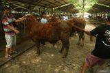 Pedagang dan pembeli melakukan transaksi jual-beli sapi di Pasar Hewan Terpadu (PHT) Tulungagung, Jawa Timur, Jumat (20/5/2025). Menurut data pengelola PHT Tulungagung, volume transaksi perdagangan hewan kurban di pasar tersebut saat ini meningkat dua kali lipat dibanding hari biasa, yakni dari sekitar 400-an ekor naik menjadi 800-an ekor per hari pasaran, dan tren itu berdampak pada kenaikan harga jual sapi dari Rp15 jutaan per ekor menjadi Rp19 juta seiring kian dekatnya puncak Hari Raya Kurban yang jatuh pada 6 Juni 2025. ANTARA Jatim/Destyan Sujarwoko/mas.