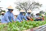 Jajaran Lanud Husein Sastranegara Bandung produksi sayur berkualitas untuk MBG