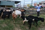 Penjual hewan kurban di Bandarlampung sebut ada penurunan penjualan