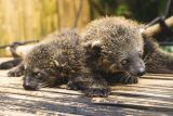 Bandung Zoo tambah koleksi satwa dengan kelahiran binturong