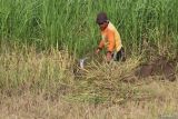 Seorang petani memanen padi di area persawahan Kelurahan Ketami, Kota Kediri, Jawa Timur, Senin (2/6/2025). Data dari Badan Pusat Statistik (BPS) menyebutkan pada April 2025 luas panen padi nasional sebesar 1,65 juta hektare dengan produksi padi diperkirakn sebanyak 9,09 juta ton gabah kering giling dan jika dikonversikan menjadi beras untuk konsumsi pangan penduduk maka produksi beras diperkirakan sebesar 5,23 juta ton beras. Antara Jatim/Prasetia Fauzani/um