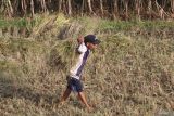 Seorang petani mengangkut tanaman padi saat panen di area persawahan Kelurahan Ketami, Kota Kediri, Jawa Timur, Senin (2/6/2025). Data dari Badan Pusat Statistik (BPS) menyebutkan pada April 2025 luas panen padi nasional sebesar 1,65 juta hektare dengan produksi padi diperkirakn sebanyak 9,09 juta ton gabah kering giling dan jika dikonversikan menjadi beras untuk konsumsi pangan penduduk maka produksi beras diperkirakan sebesar 5,23 juta ton beras. Antara Jatim/Prasetia Fauzani/um