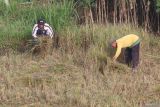 Dua orang petani memanen padi di area persawahan Kelurahan Ketami, Kota Kediri, Jawa Timur, Senin (2/6/2025). Data dari Badan Pusat Statistik (BPS) menyebutkan pada April 2025 luas panen padi nasional sebesar 1,65 juta hektare dengan produksi padi diperkirakn sebanyak 9,09 juta ton gabah kering giling dan jika dikonversikan menjadi beras untuk konsumsi pangan penduduk maka produksi beras diperkirakan sebesar 5,23 juta ton beras. Antara Jatim/Prasetia Fauzani/um