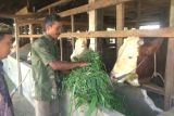 Sapi milik peternak di Dharmasraya dibeli Presiden untuk hewan kurban