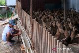 Seorang pekerja membersihkan tempat minum bebek petelur di peternakan mandiri milik Dyah di Jalan Ebony, Desa Parit Baru, Kecamatan Sungai Raya, Kabupaten Kubu Raya, Kalimantan Barat, Selasa (27/5/2025). Peternak tersebut membudidayakan ratusan bebek petelur Day Oold Duck (DOD) jenis Mojosari berusia 6–6,5 bulan secara mandiri dalam kandang tertutup dan menghasilkan sekitar 300 butir telur per hari yang dijual seharga Rp2.500 per butir di pasar tradisional maupun langsung ke konsumen. ANTARA FOTO/Jessica Wuysang