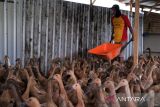 Seorang pekerja mendorong gerobak di antara kerumunan bebek petelur di peternakan mandiri milik Dyah di Jalan Ebony, Desa Parit Baru, Kecamatan Sungai Raya, Kabupaten Kubu Raya, Kalimantan Barat, Selasa (27/5/2025). Peternak tersebut membudidayakan ratusan bebek petelur Day Oold Duck (DOD) jenis Mojosari berusia 6–6,5 bulan secara mandiri dalam kandang tertutup dan menghasilkan sekitar 300 butir telur per hari yang dijual seharga Rp2.500 per butir di pasar tradisional maupun langsung ke konsumen. ANTARA FOTO/Jessica Wuysang