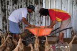 Dua pekerja mengeluarkan pakan ternak dari gerobak untuk bebek petelur di peternakan mandiri milik Dyah di Jalan Ebony, Desa Parit Baru, Kecamatan Sungai Raya, Kabupaten Kubu Raya, Kalimantan Barat, Selasa (27/5/2025). Peternak tersebut membudidayakan ratusan bebek petelur Day Oold Duck (DOD) jenis Mojosari berusia 6–6,5 bulan secara mandiri dalam kandang tertutup dan menghasilkan sekitar 300 butir telur per hari yang dijual seharga Rp2.500 per butir di pasar tradisional maupun langsung ke konsumen. ANTARA FOTO/Jessica Wuysang