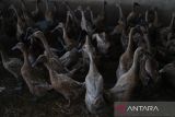 Ratusan ekor bebek petelur berada di dalam kandang peternakan mandiri Dyah di Jalan Ebony di Desa Parit Baru, Kecamatan Sungai Raya, Kabupaten Kubu Raya, Kalimantan Barat, Selasa (27/5/2025). Peternak tersebut membudidayakan ratusan bebek petelur Day Oold Duck (DOD) jenis Mojosari berusia 6–6,5 bulan secara mandiri dalam kandang tertutup dan menghasilkan sekitar 300 butir telur per hari yang dijual seharga Rp2.500 per butir di pasar tradisional maupun langsung ke konsumen. ANTARA FOTO/Jessica Wuysang