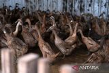 Ratusan ekor bebek petelur berada di dalam kandang peternakan mandiri Dyah di Jalan Ebony di Desa Parit Baru, Kecamatan Sungai Raya, Kabupaten Kubu Raya, Kalimantan Barat, Selasa (27/5/2025). Peternak tersebut membudidayakan ratusan bebek petelur Day Oold Duck (DOD) jenis Mojosari berusia 6–6,5 bulan secara mandiri dalam kandang tertutup dan menghasilkan sekitar 300 butir telur per hari yang dijual seharga Rp2.500 per butir di pasar tradisional maupun langsung ke konsumen. ANTARA FOTO/Jessica Wuysang