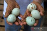 Seorang pekerja memperlihatkan telur bebek yang baru diambil dari kandang peternakan mandiri milik Dyah di Jalan Ebony, Desa Parit Baru, Kecamatan Sungai Raya, Kabupaten Kubu Raya, Kalimantan Barat, Selasa (27/5/2025). Peternak tersebut melakukan budidaya ratusan bebek petelur jenis Day Old Duck (DOD) berusia 6 bulan hingga 6,5 bulan secara mandiri dalam kandang tertutup dan menghasilkan sekitar 300 butir telur per hari yang dijual seharga Rp2.500 per butir, baik langsung maupun di pasar tradisional terdekat. ANTARA FOTO/Jessica Wuysang