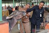 Dispertan Kudus  tidak temukan ternak sakit saat awasi sejumlah lokasi