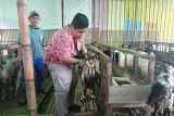 Distan Semarang: Belum ada temuan hewan kurban  berpenyakit