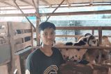 Tebar hewan kurban hidupkan sektor ekonomi peternak