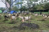 Bagaimana mengetahui hewan kurban yang sehat