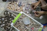 Pekerja menyatukan limbah kerang menggunakan lem untuk dijadikan produk lampu kerang di Gerai UMKM dan Rumah Produksi Banten, Kota Serang, Banten, Selasa (3/6/2025). Menteri Usaha Mikro Kecil dan Menengah (UMKM) Maman Abdurrahman menargetkan rasio kewisrausahaan nasional meningkat dari 3,1 persen menjadi 3,6 persen pada periode 2025 hingga 2029 sebagai upaya memperkuat ekosistem kewirausahaan di seluruh Indonesia sekaligus dapat membuka lapangan kerja baru. ANTARA FOTO/Muhammad Bagus Khoirunas/gp