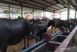Penjualan hewan kurban di Kudus alami penurunan