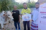 BRM-CPM Salurkan 34 Ekor Sapi pada Idul Adha 1446 H