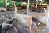 Pemkot Tanjungpinang himpun 46 ekor hewan kurban untuk masyarakat