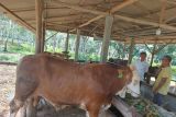Bupati Bintan sumbang sapi kurban 650 kg untuk warga Pangkil
