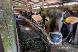 Kemenag sebut 494 hewan akan dikurban di Natuna pada Idul Adha 1446 Hijriah