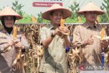 Ratu Dewa ajak warga Palembang tanam buah di rumah, tingkatkan kemandirian pangan