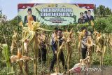 Personil Polisi, TNI dan Petani memetik jagung saat panen raya jagung serentak kuartal II di Desa Handapherang, Kabupaten Ciamis, Jawa Barat, Kamis (5/6/2025). Polres Ciamis bekerjasama dengan Kelompok Tani Cijengjing memanfaat lahan kurang produktif untuk menanam jagung seluas empat hektare dalam mendukung swasembada pangan. ANTARA FOTO/Adeng Bustomi/agr