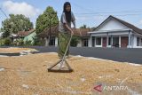 Petani binaan Polres Ciamis menjemur jagung saat panen raya jagung serentak kuartal II di Desa Handapherang, Kabupaten Ciamis, Jawa Barat, Kamis (5/6/2025). Polres Ciamis bekerjasama dengan Kelompok Tani Cijengjing memanfaat lahan kurang produktif untuk menanam jagung seluas empat hektare dalam mendukung swasembada pangan. ANTARA FOTO/Adeng Bustomi/agr