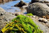 Manfaat rumput laut agar kulit kencang