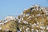 Umat Islam memadati Jabal Rahmah jelang wukuf di Arafah, Arab Saudi, Kamis (5/6/2025). Sekitar 1,83 juta muslim dari berbagai penjuru dunia termasuk dari Indonesia yang tahun ini memiliki kuota sebanyak 221.000 jamaah berkumpul di Arafah untuk melaksanakan wukuf yang merupakan rukun haji pada prosesi puncak ibadah haji 1446 H. ANTARA FOTO/Andika Wahyu/YU