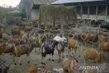 6.432 hewan kurban bakal disembelih di Kota Makassar pada Idul Adha 1446 H