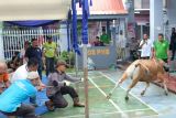 Rutan Kelas I Tanjungpinang sembelih 15 ekor hewan kurban