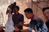 Jumlah hewan kurban disembelih di Bandarlampung capai 6.865 ekor