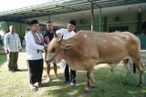 Kodam XIII/Merdeka sembelih 5 hewan kurban