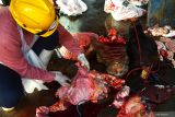 Dokter hewan melakukan pemeriksaan post mortem jeroan sapi seusai disembelih di Rumah Pemotongan Hewan (RPH) Kota Madiun, Jawa Timur, Jumat (6/6/2025). Dinas Ketahanan Pangan dan Pertanian kota Madiun melakukan pemeriksaan post mortem pada hewan kurban yang disembelih di RPH tersebut guna memastikan hewan kurban dalam kondisi sehat sehingga aman dikonsumsi. Antara Jatim/Siswowidodo/mas.