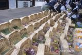 Panitia mengemas daging kurban menggunakan besek bambu di area Masjid Salman ITB, Bandung, Jawa Barat, Jumat (6/6/2025). Yayasan Masjid Salman ITB menggunakan besek dalam membagikan sekitar 600 paket daging kurban kepada masyarakat rawan stunting di sejumlah daerah di Bandung dan sekitarnya sesuai imbauan Pemerintah Kota Bandung untuk pengurangan sampah plastik saat kurban Idul Adha 1446 H. ANTARA FOTO/Novrian Arbi/agr