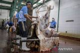 Pekerja memotong daging sapi kurban milik warga di UPT Rumah Potong Hewan (RPH) Kabupaten Bandung Barat, Jawa Barat, Jumat (6/6/2025). Pada Idul Adha 1446 Hijriah, RPH tersebut melayani pemotongan hewan kurban dari masyarakat sebanyak 56 ekor dan penyembelihan akan dilakukan hingga Minggu (8/6). ANTARA FOTO/Abdan Syakura/agr