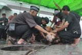 Ditendang sapi kurban, warga Tanah Datar meninggal